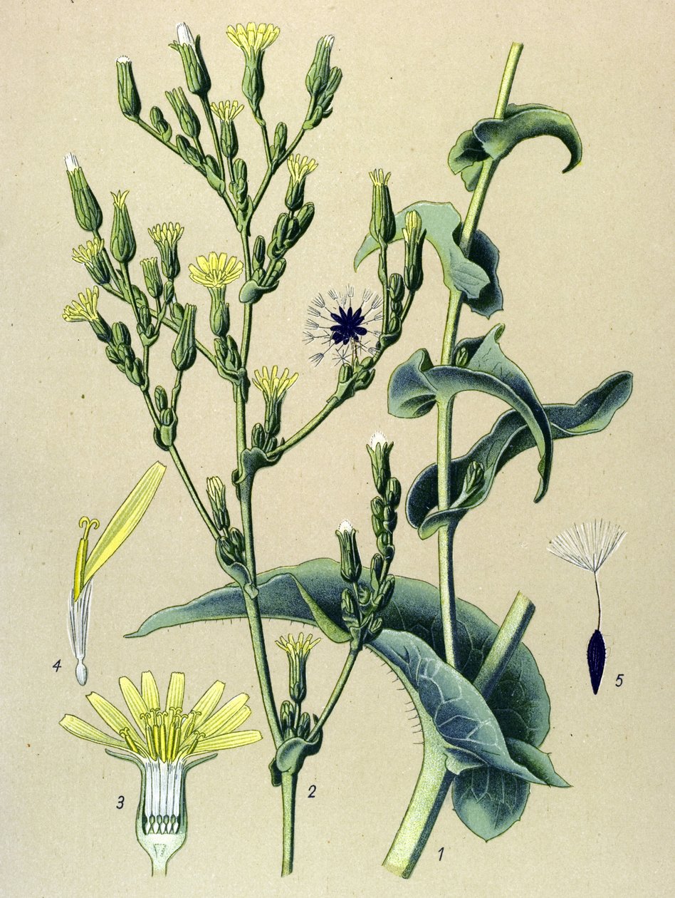 Botanische Tafel, Pflanze: Wilder Lattich (Lactuca virosa) von Unbekannter Künstler