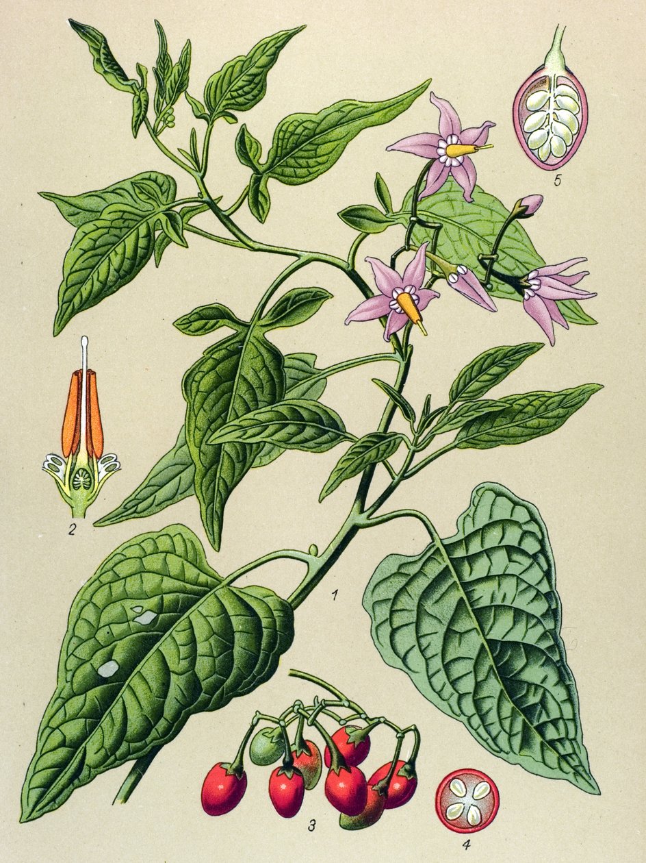 Botanische Tafel, giftige und medizinische Pflanze: Bittersüßer Nachtschatten (Solanum dulcamara) von Unbekannter Künstler