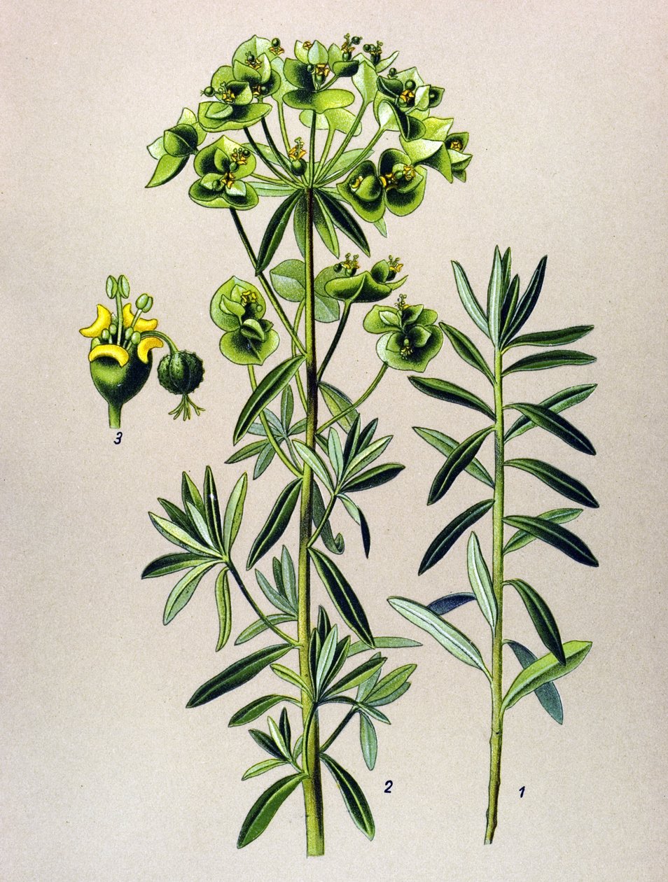 Botanische Tafel, giftige Pflanze: Garten-Wolfsmilch (Euphorbia peplus) von Unbekannter Künstler