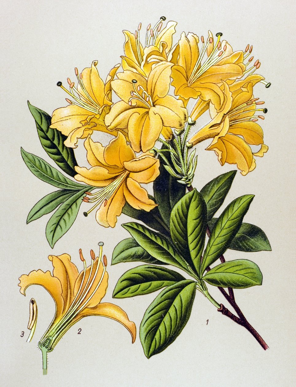 Botanische Tafel, giftige Pflanze: Gelbe Azalee (Rhododendron luteum) von Unbekannter Künstler