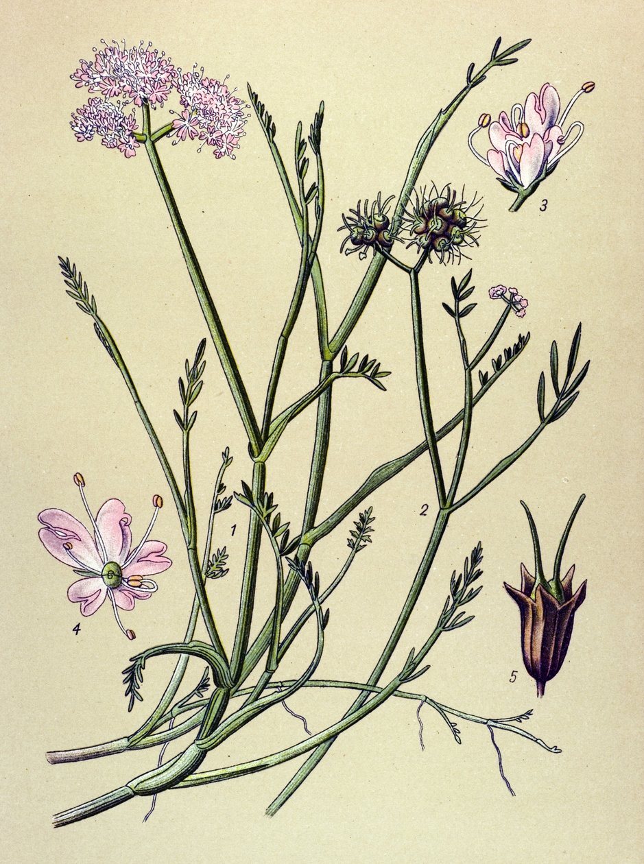 Botanische Tafel, giftige Pflanze: Röhriger Wasserfenchel (Oenanthe fistulosa) von Unbekannter Künstler