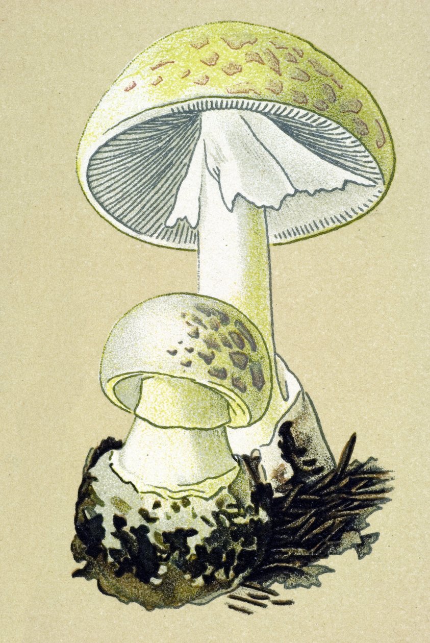 Botanische Tafel mit giftigem Pilz: Knollenblätterpilz (Amanita phalloides) von Unbekannter Künstler
