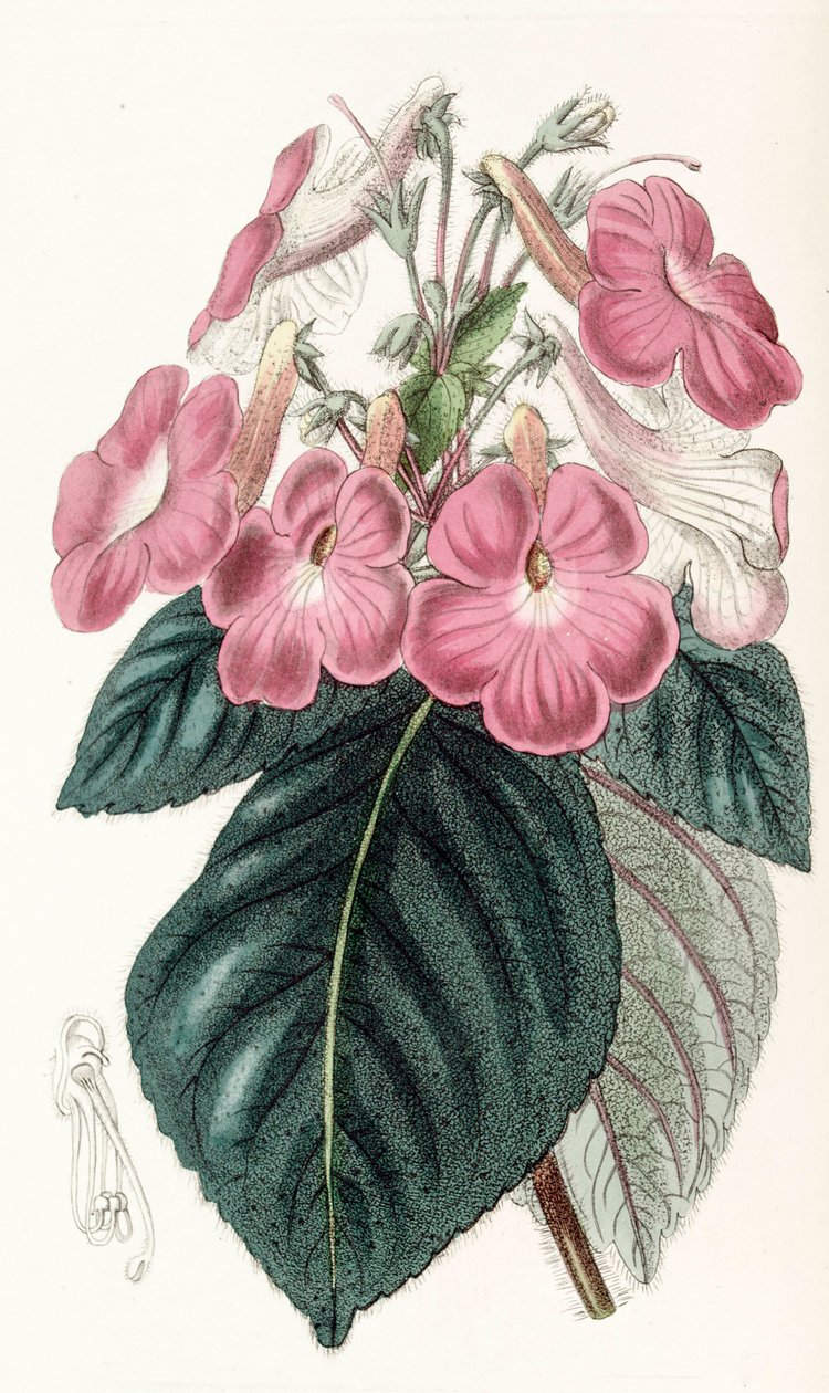 Botanische Illustration Achimenes grandiflora von Unbekannt