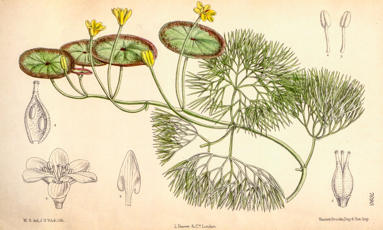 Botanische Illustration/Cabomba aquatica von Unbekannt