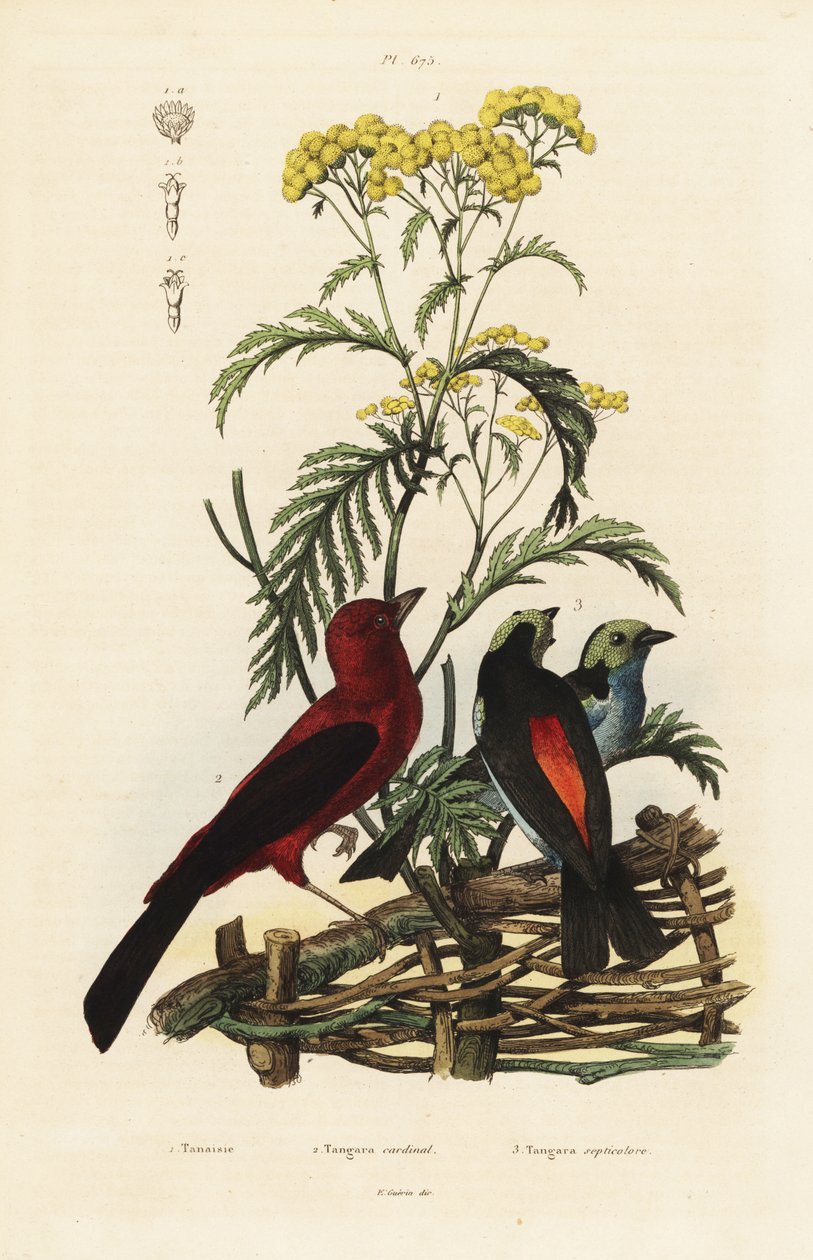 Brasilianer-Tangare, Ramphocelus bresilius, und Paradies-Tangare, Tangara chilensis von Unbekannt