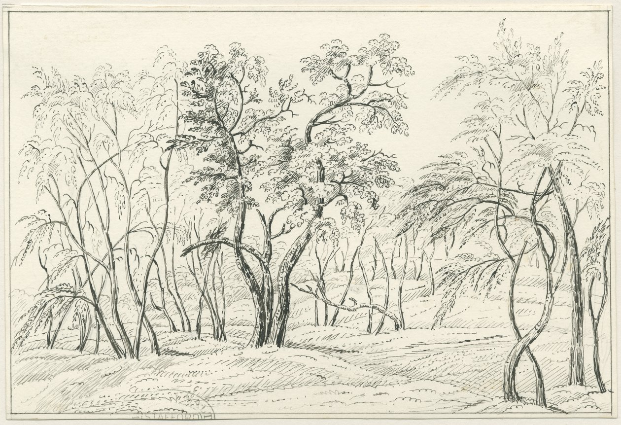 Cannock Chase (Zeichnung) von Unbekannt