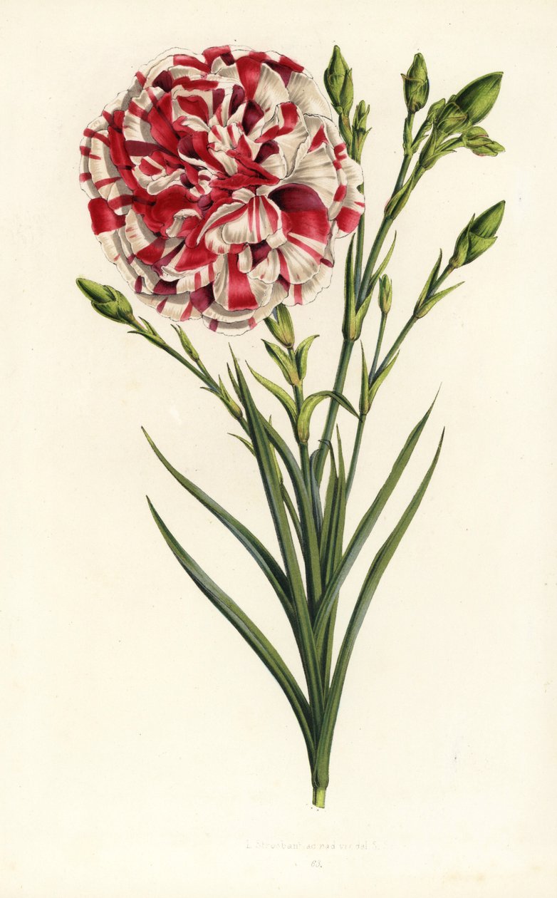 Nelkenhybride, Louis Napoleon, Dianthus caryophyllus. Handkolorierte Lithographie aus Louis van Houtte und Charles Lemaires Flore des Serres et des Jardins de l