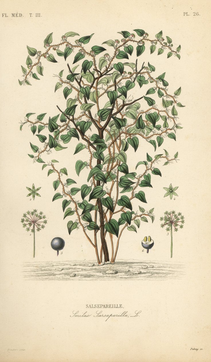 Katzenbriarie, Smilax glauca, Sarsaparille, Handkolorierter Stahlstich von Debray nach einer botanischen Illustration von Edouard Maubert aus Pierre Oscar Reveil, A von Unbekannt