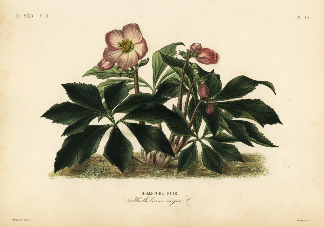 Christrose oder Schwarze Nieswurz, Helleborus niger von Unbekannt