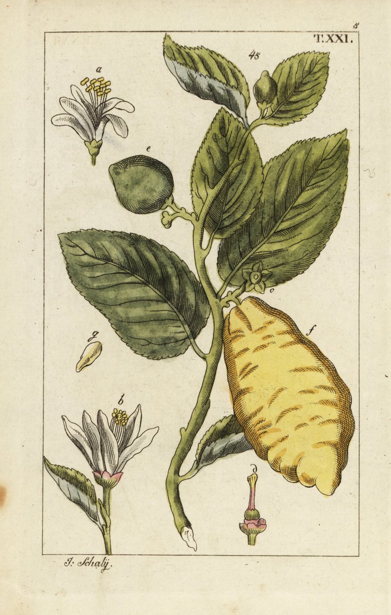Zitrone mit Frucht, Blättern und Blüten, Citrus medica von Unbekannter Künstler