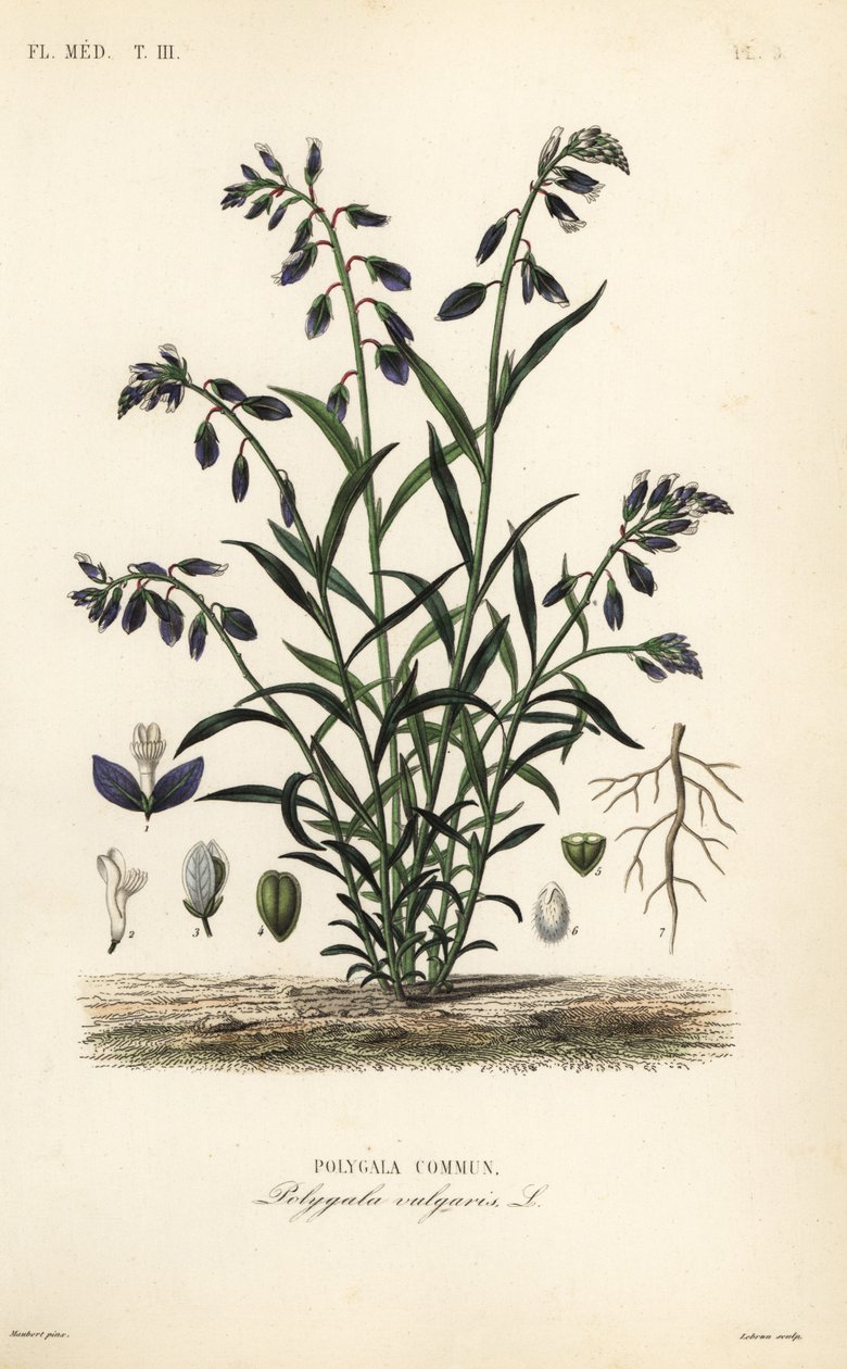 Gewöhnlicher Kreuzblütler, Polygala vulgaris von Unbekannt