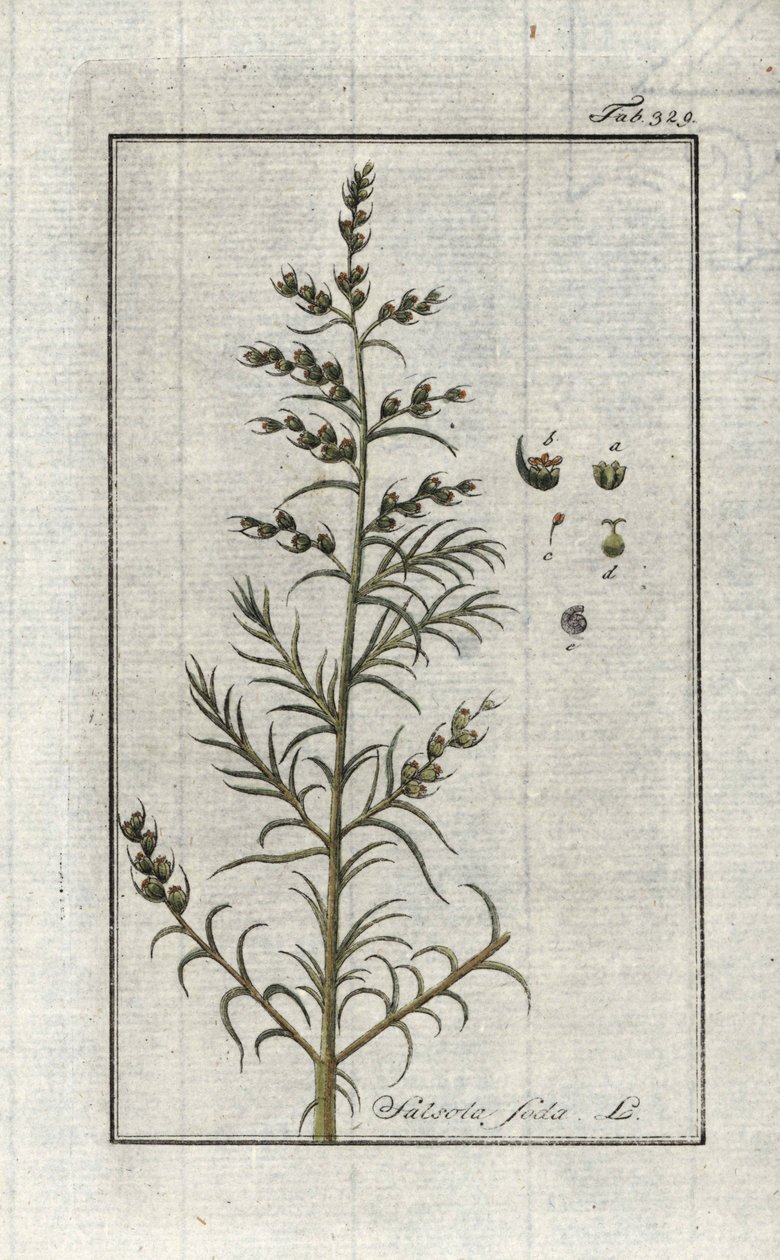 Gewöhnliche Soda (Salsola soda). Lithographie aus „Afbeelding der Artseny-Gewassen“ von Johannes Zorn (1739-1799), Niederlande von Unbekannter Künstler