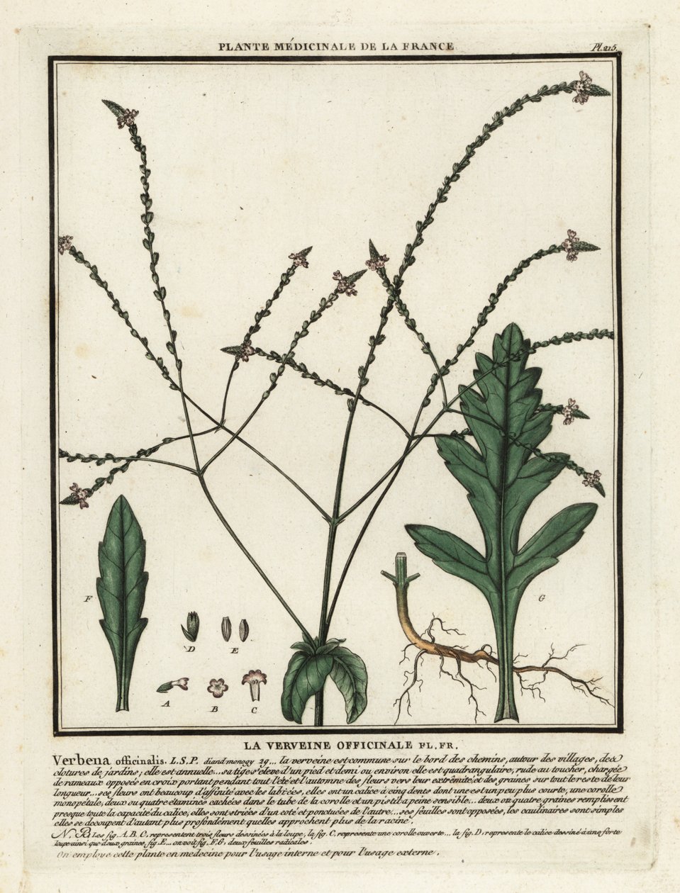 Echtes Eisenkraut, Verbena officinalis von Unbekannter Künstler