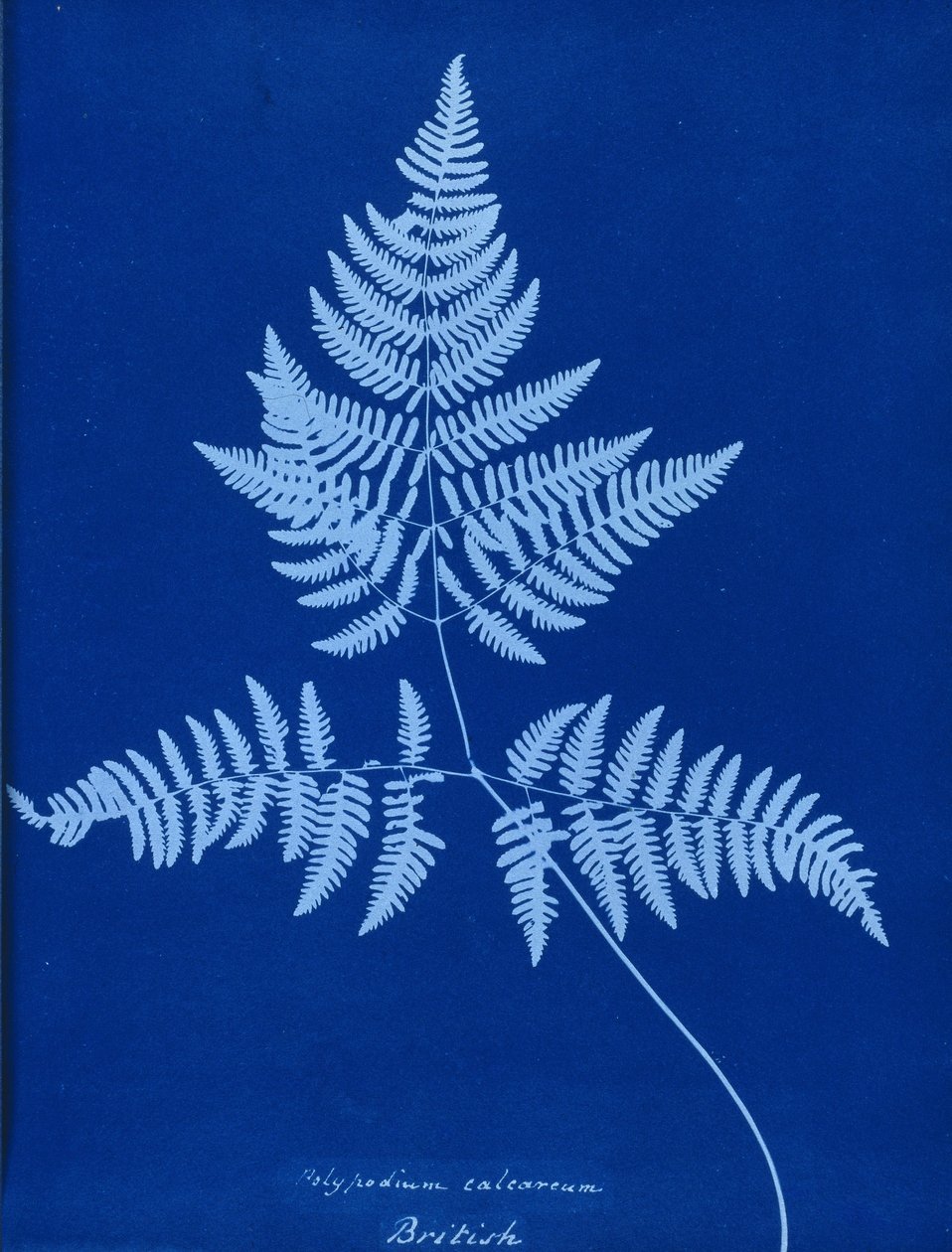 Cyanotypie von Polypodium calcareum von Unbekannt