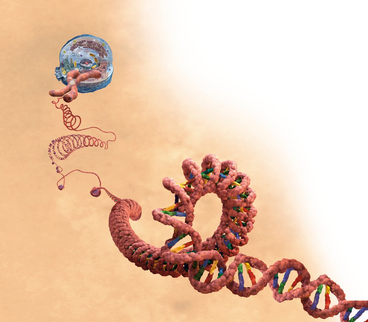 DNA einschließlich Doppelhelix, Chromosom, Zelle von Unbekannter Künstler