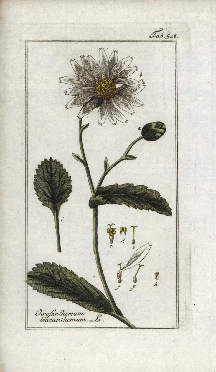 Margerite (Leucanthemum vulgare). Lithographie aus „Afbeelding der Artseny-Gewassen“ von Johannes Zorn (1739-1799), Niederlande von Unbekannter Künstler