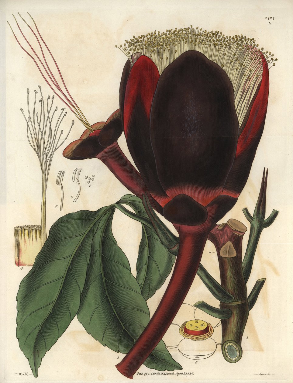 Beschreibung der großen dunkelbraunen Blüte eines Pekannussbaums, der essbare Nüsse, Pekannüsse, produziert. Pflanze aus Südamerika. Illustration von William Jackson Hooker (1785-1865), britischer Botaniker und Schriftsteller, Professor an der Universitä von Unbekannter Künstler