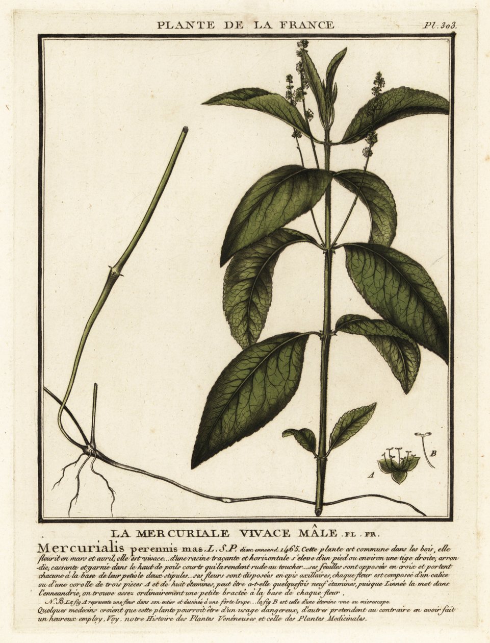 Wald-Bingelkraut, Mercurialis perennis von Unbekannter Künstler