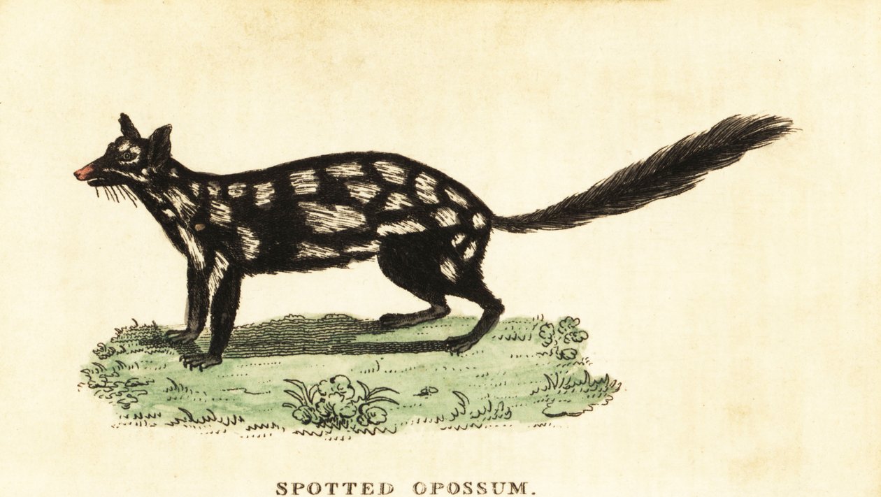 Östlicher Quoll, Dasyurus viverrinus (Gravur) von Unbekannter Künstler