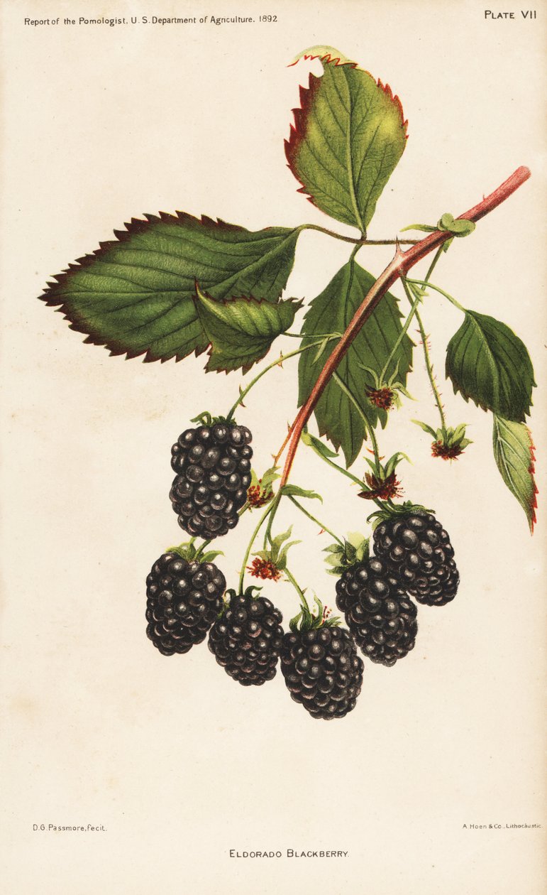 Eldorado-Brombeere, Rubus fruticosus. Chromolithographie von Hoen nach einer botanischen Illustration von D.G. Passmore aus dem Bericht des Pomologen, US-Landwirtschaftsministerium von Unbekannter Künstler