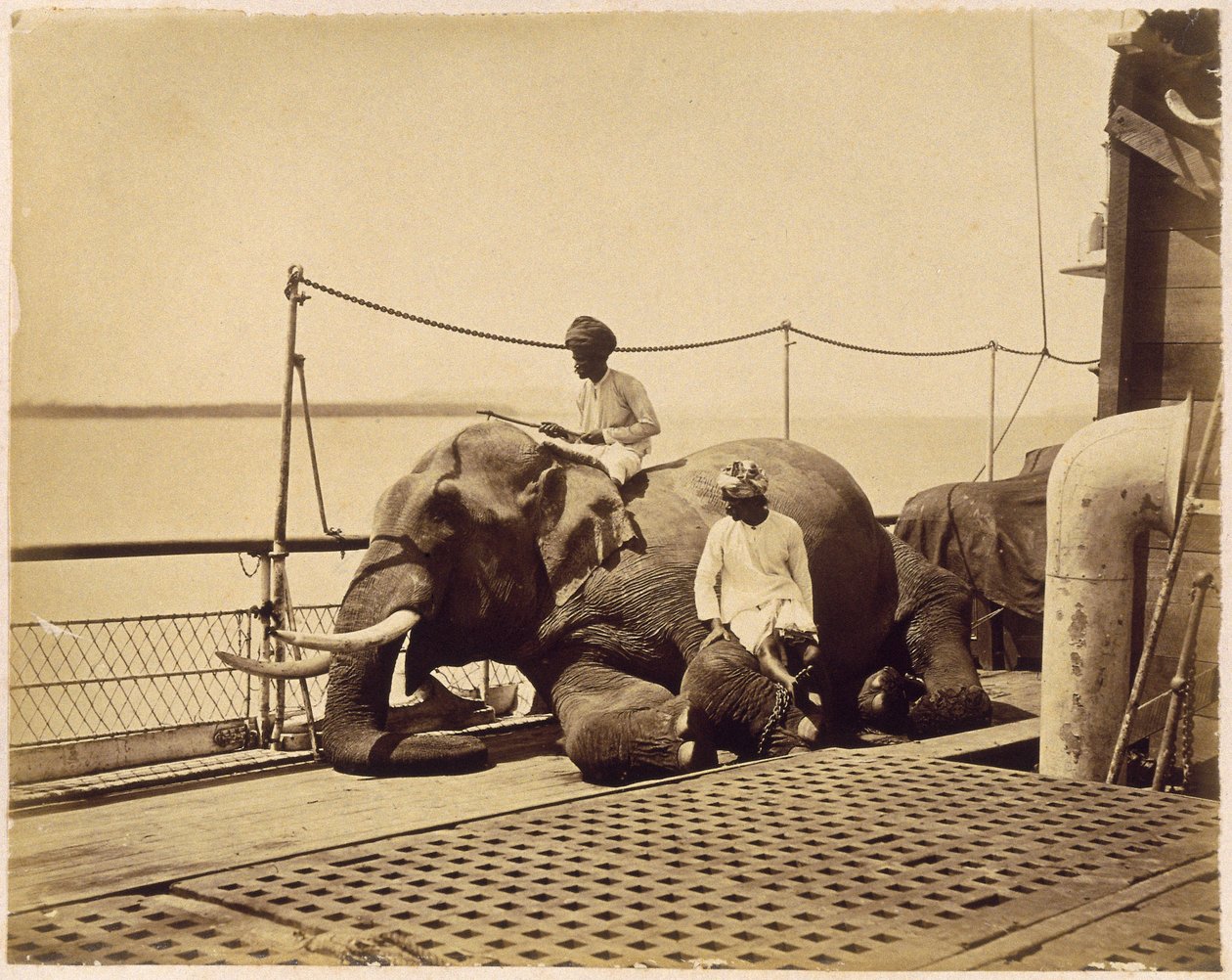 Elefant auf dem Deck eines Schiffes, Penang, Malaya von Unbekannt