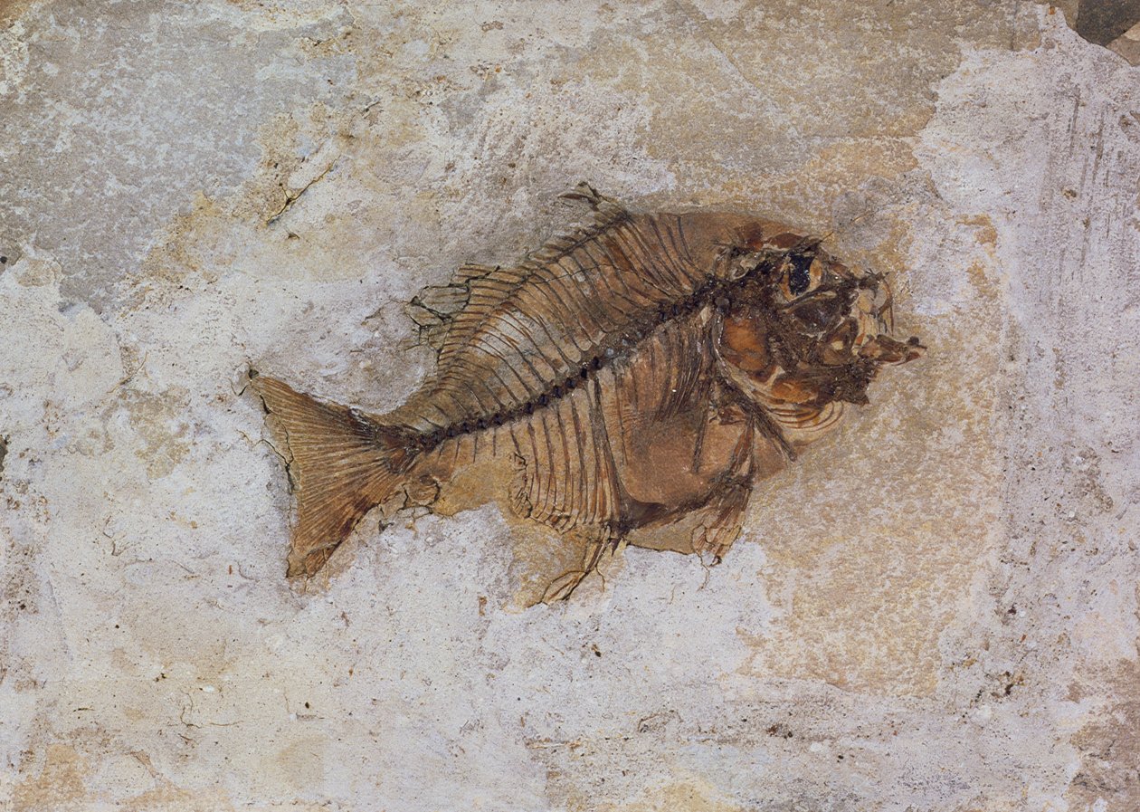 Ephippus oblongus (Fischfossil) gefunden in Monte Bolca, nahe Verona, Italien, Eozän von Unbekannt