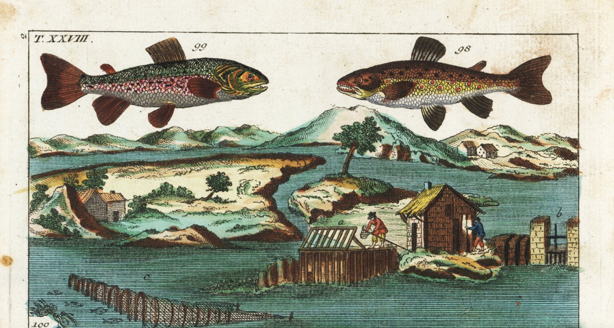 Europäische Forelle - Fischfangtechnik mit künstlichen Stromschnellen - Meerforelle, Salmo trutta trutta 98, Saibling, Salvelinus alpinus alpinus 99 und Fangmethoden mit künstlichen Stromschnellen in einem Fluss, um Lachs in Grills und Netzen zu fangen. Ha von Unbekannter Künstler