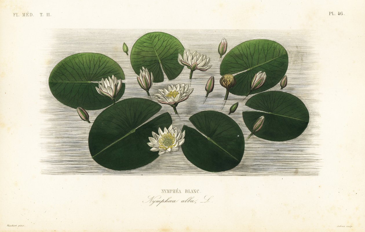 Europäische Weiße Seerose, Nymphaea alba von Unbekannt