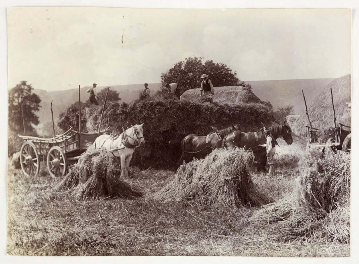 Landwirtschaftsszenen, Ernte & Lagerung, Vor 1900 Ernte, ca. 1890 von Unbekannt