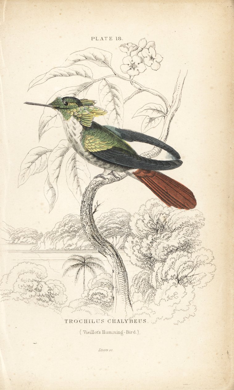 Festliche Kokette, Lophornis chalybeus (Vieillots Kolibri, Trochilus chalybeus). Handkolorierte Stahlstich von William Lizars aus Sir William Jardine
