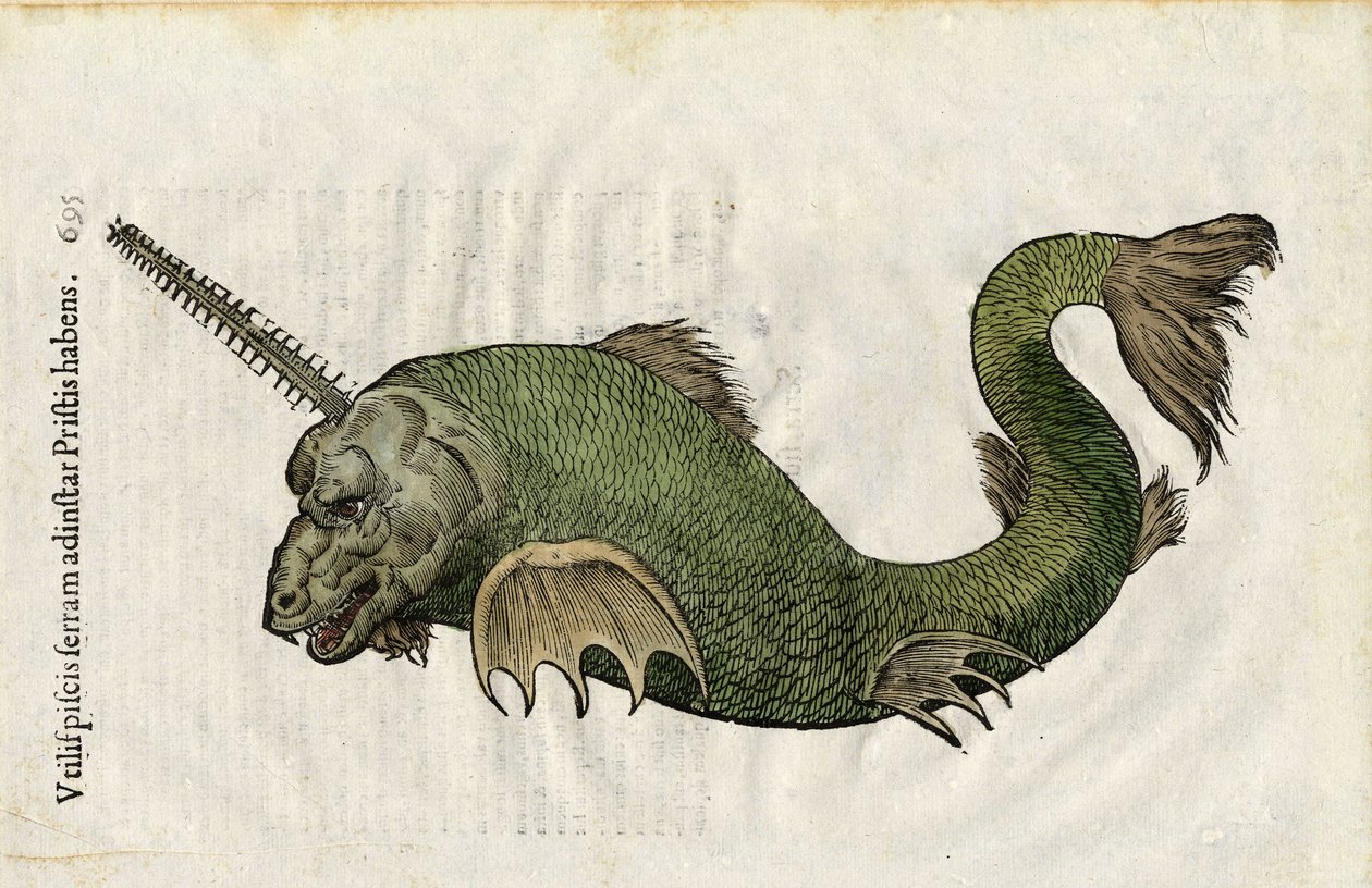 Sägefisch (Pristis) in Ulyssis Aldrouandi... De piscibus libri V et de cetis lib. vnus/Ioannes Cornelius Vteruerius... collegit; Marc. Antonius Bernia in lucem restituit..., behandelt die Naturgeschichte von Ulisse Aldrovandi (1522-1605). Bologna von Unbekannter Künstler