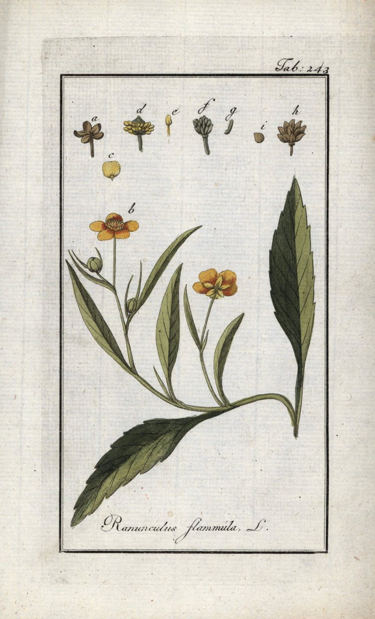 Brennender Hahnenfuß oder kleiner Graben oder kleine Flamme (Ranunculus flammula). Lithographie aus „Afbeelding der Artseny-Gewassen“ von Johannes Zorn (1739-1799), Niederlande von Unbekannter Künstler