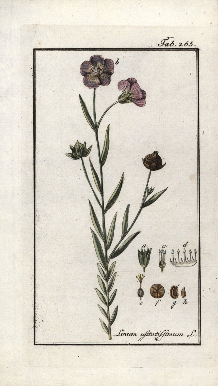Leinsamen (Linum usitatissimum). Lithographie aus „Afbeelding der Artseny-Gewassen“ von Johannes Zorn (1739-1799), Niederlande von Unbekannter Künstler