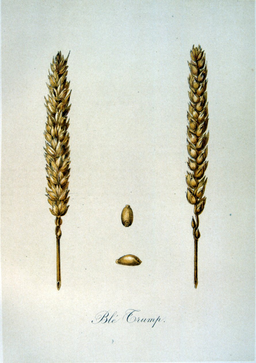 Französische Illustration von Ähren aus dem 19. Jahrhundert von Unbekannter Künstler