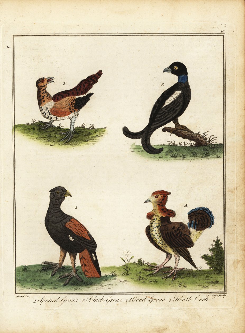 Wildvögel: Auerhuhn, Birkhuhn, Waldhuhn, Moorhuhn 1792 von Unbekannter Künstler