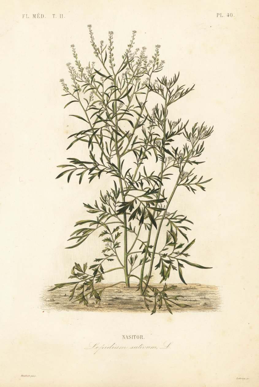 Gartenkresse von Unbekannt
