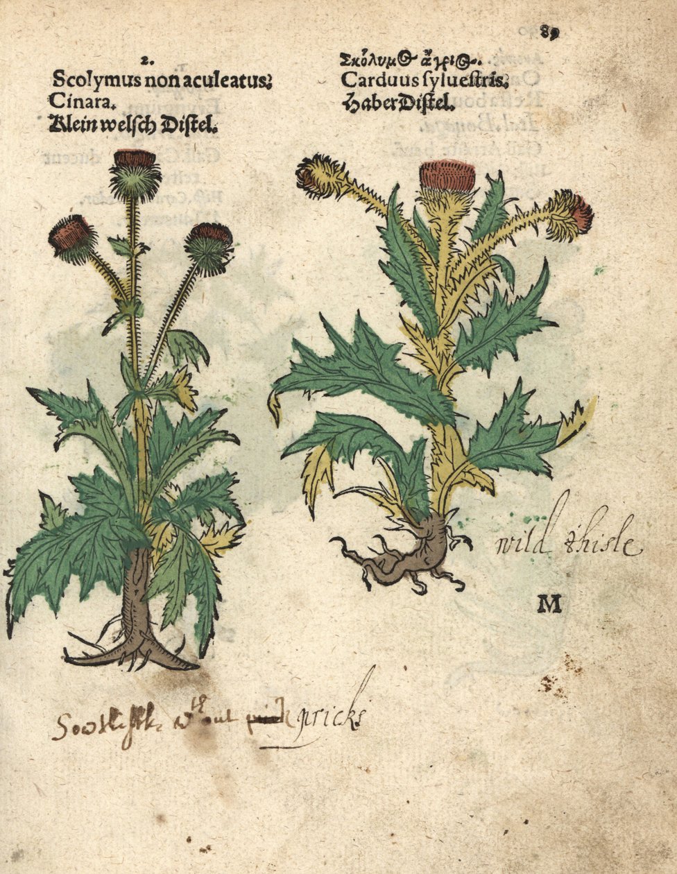 Artischocke, Cynara cardunculus var. scolymus, und Wilddistel, Carduus sylvestris. Handkolorierter Holzschnitt einer botanischen Illustration aus Adam Lonicer