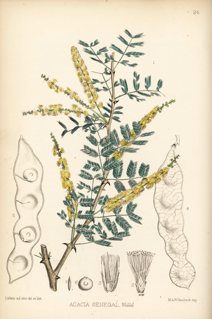 Gummi arabicum, Verek- oder Hashab-Gummi, Acacia senegal. Handkolorierte Lithographie von Hanhart nach einer botanischen Illustration von David Blair aus Robert Bentley und Henry Trimen