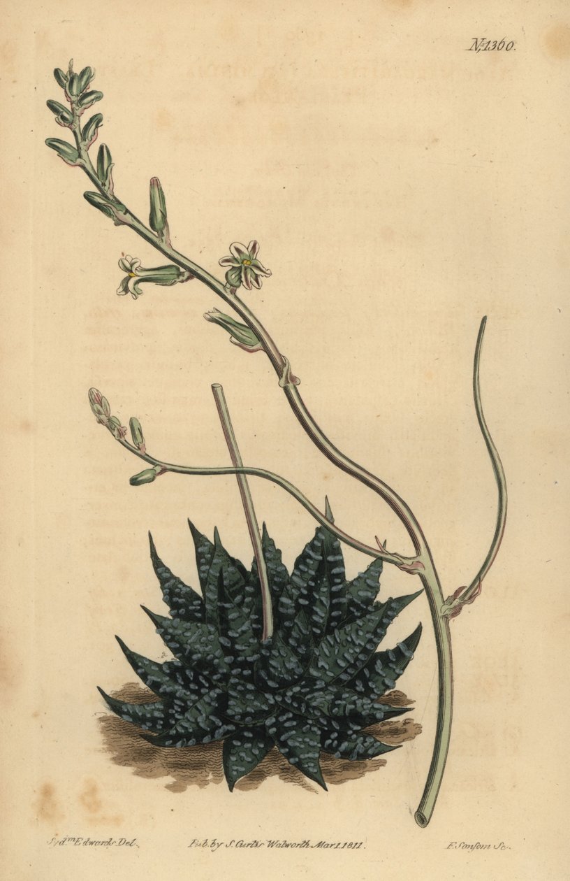 Haworthia minor oder Tulista minima (Kleinste Perlen-Aloe, Aloe margaritifera minima) von Unbekannt