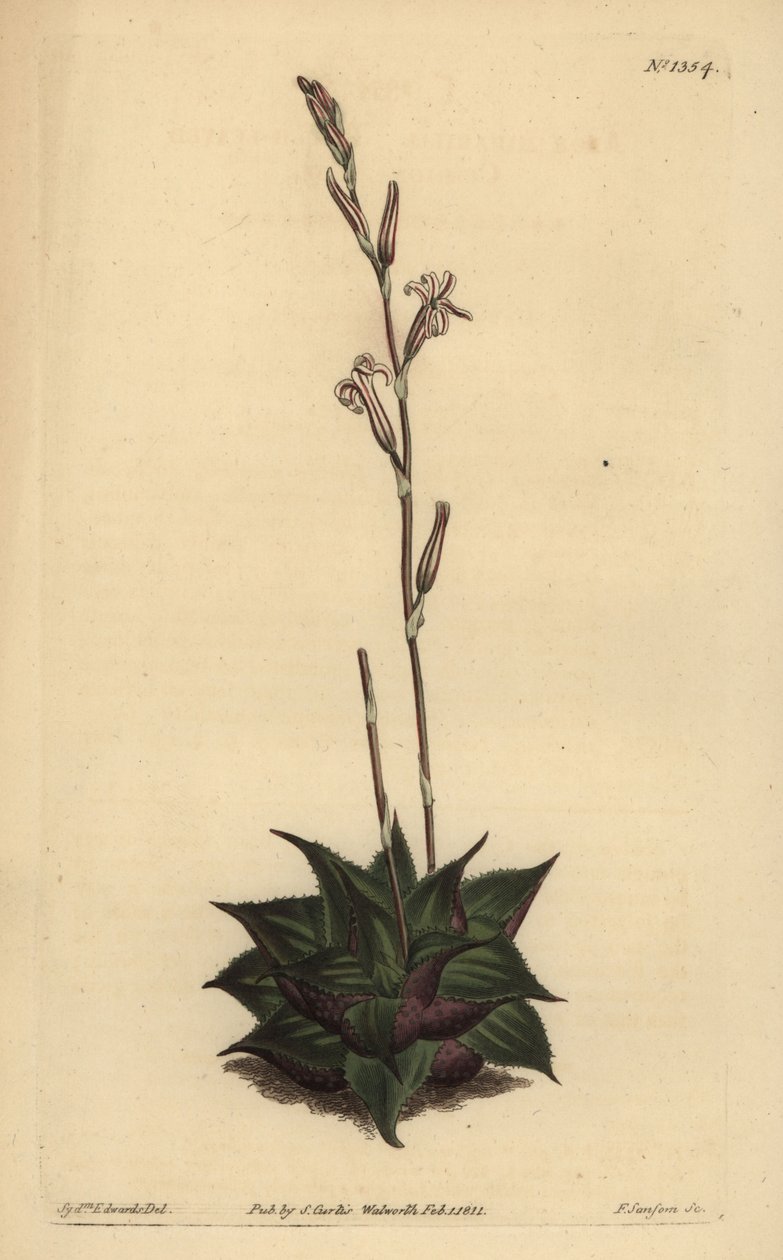 Haworthia mirabilis (Rauhe Blätter-Kissenaloe) von Unbekannt