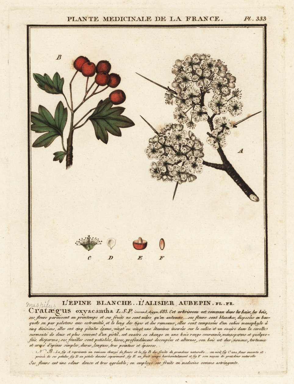 Weißdorn, Crataegus rhipidophylla von Unbekannter Künstler