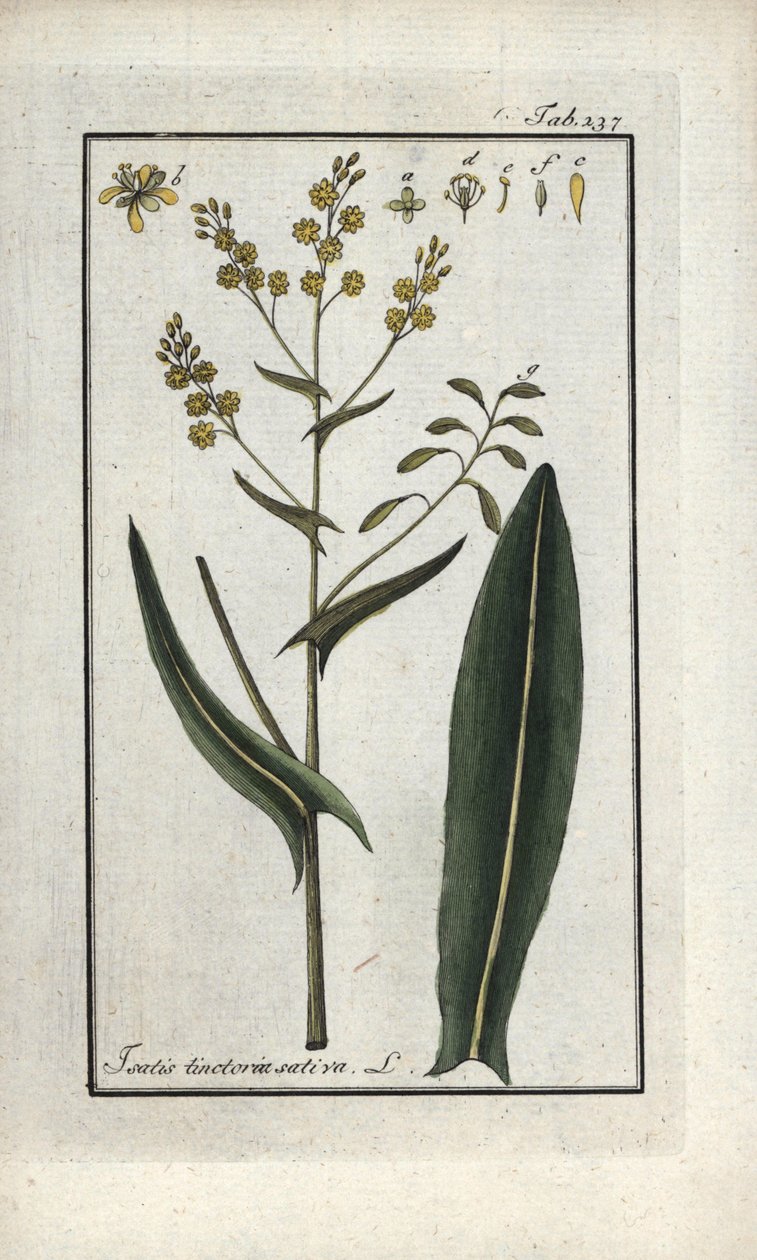 Färberwaid (Isatis tinctoria sativa). Lithographie aus „Afbeelding der Artseny-Gewassen“ von Johannes Zorn (1739-1799), Niederlande von Unbekannter Künstler