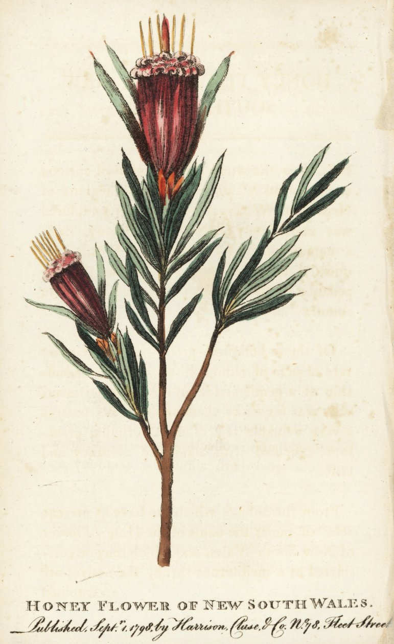 Honigblume aus New South Wales, Australien. Handkolorierter Kupferstich aus 