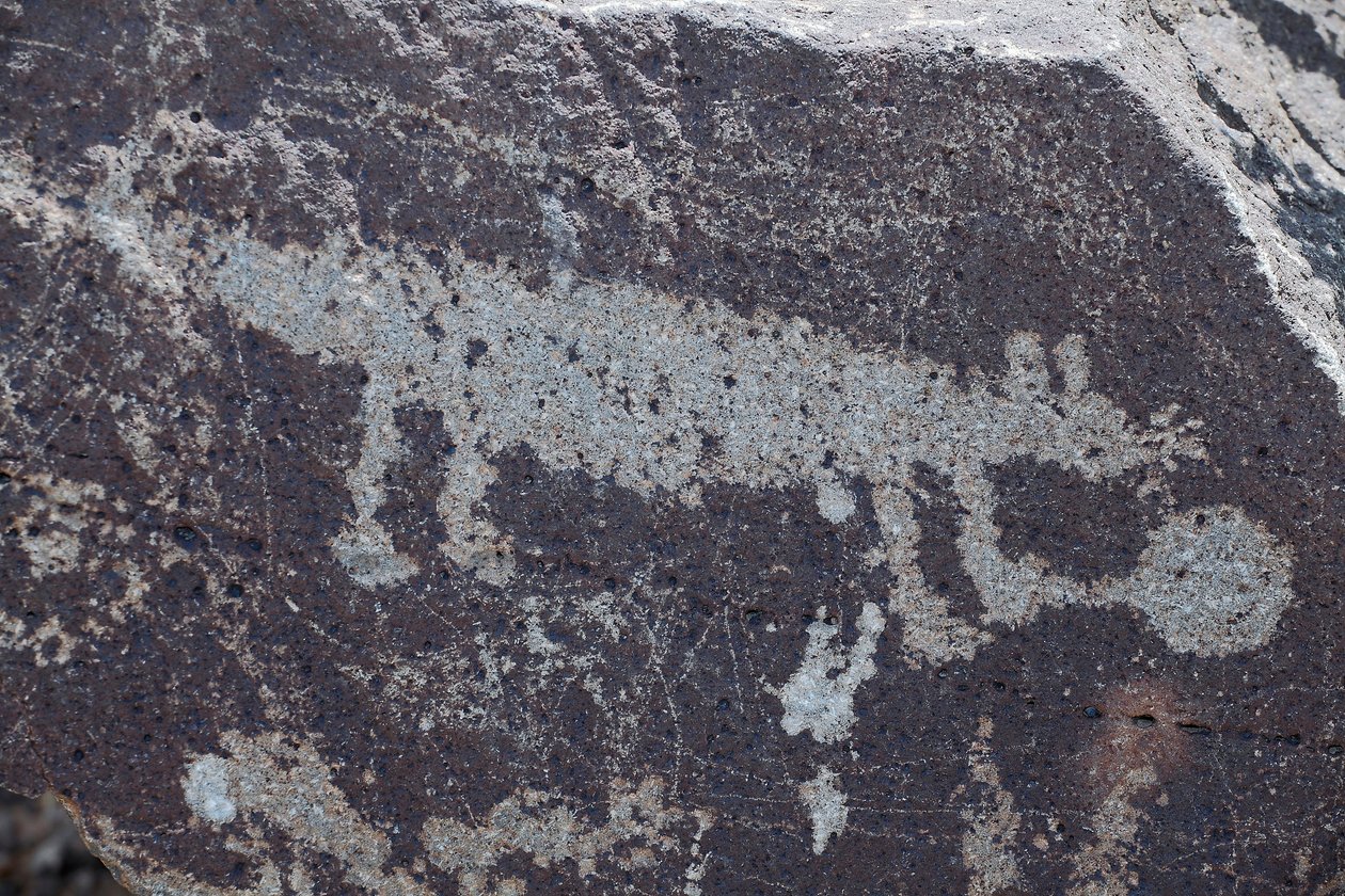 Indische Petroglyphen, die Tiere darstellen - Petroglyph National Monument - Albuquerque, New Mexico, USA von William M. Timlin