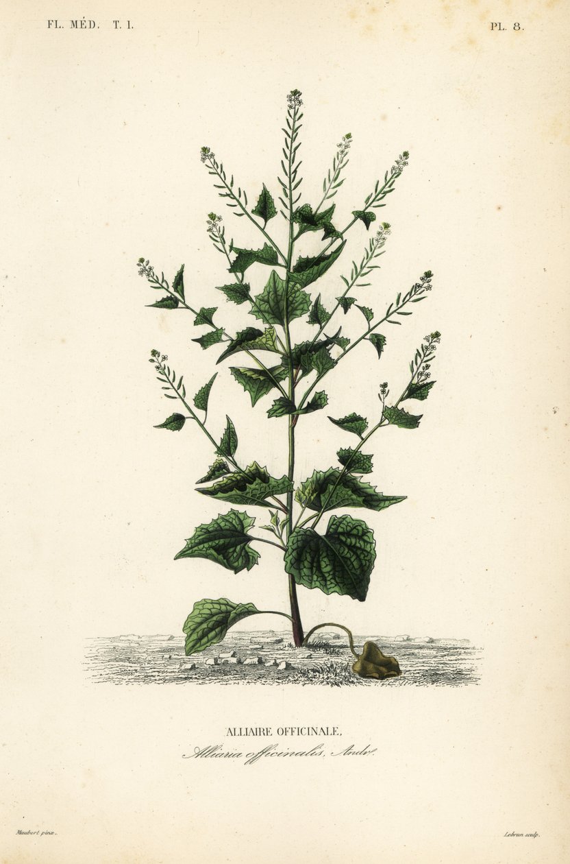 Knoblauchsrauke von Unbekannt