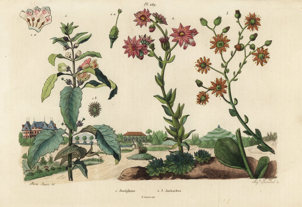 Josephine-Pflanze, Josephinia imperatricis 1 und Fetthennen, Crassula-Arten 2,3 von Unbekannt