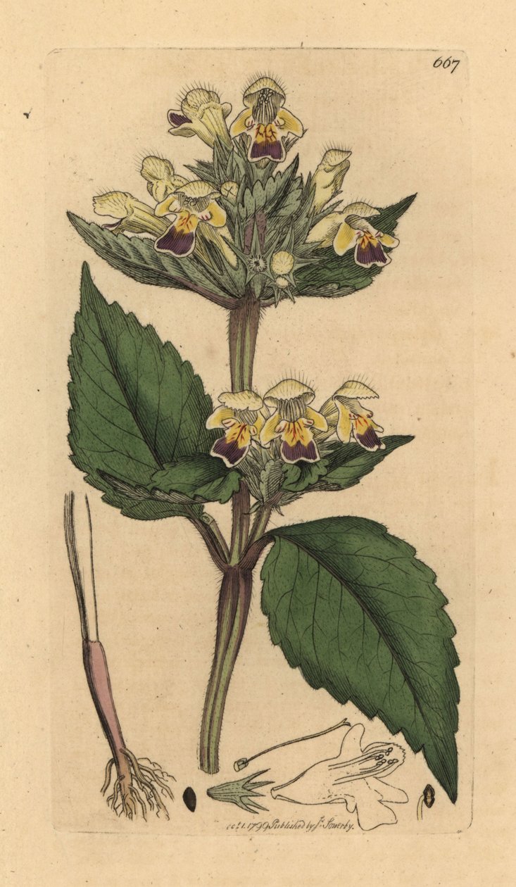 Großblütige Hanfnessel, Galeopsis speciosa. Handkolorierter Kupferstich nach einer Zeichnung von James Sowerby für James Smiths 