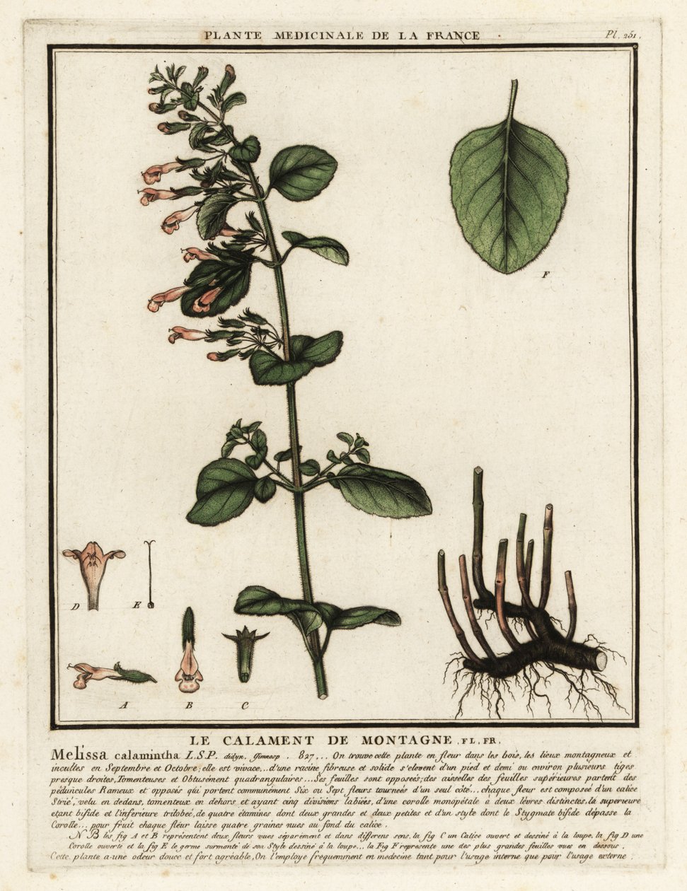 Kleine Bergminze, Clinopodium nepeta von Unbekannter Künstler