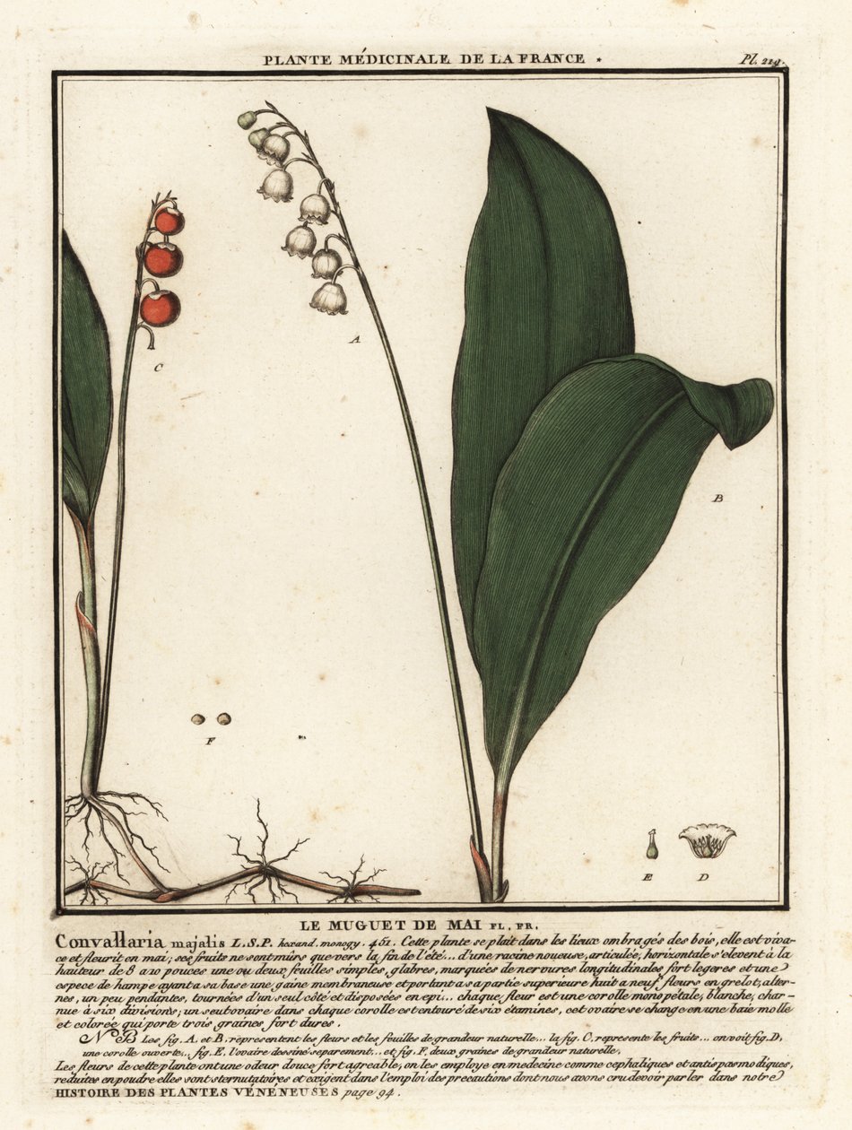 Maiglöckchen, Convallaria majalis von Unbekannter Künstler