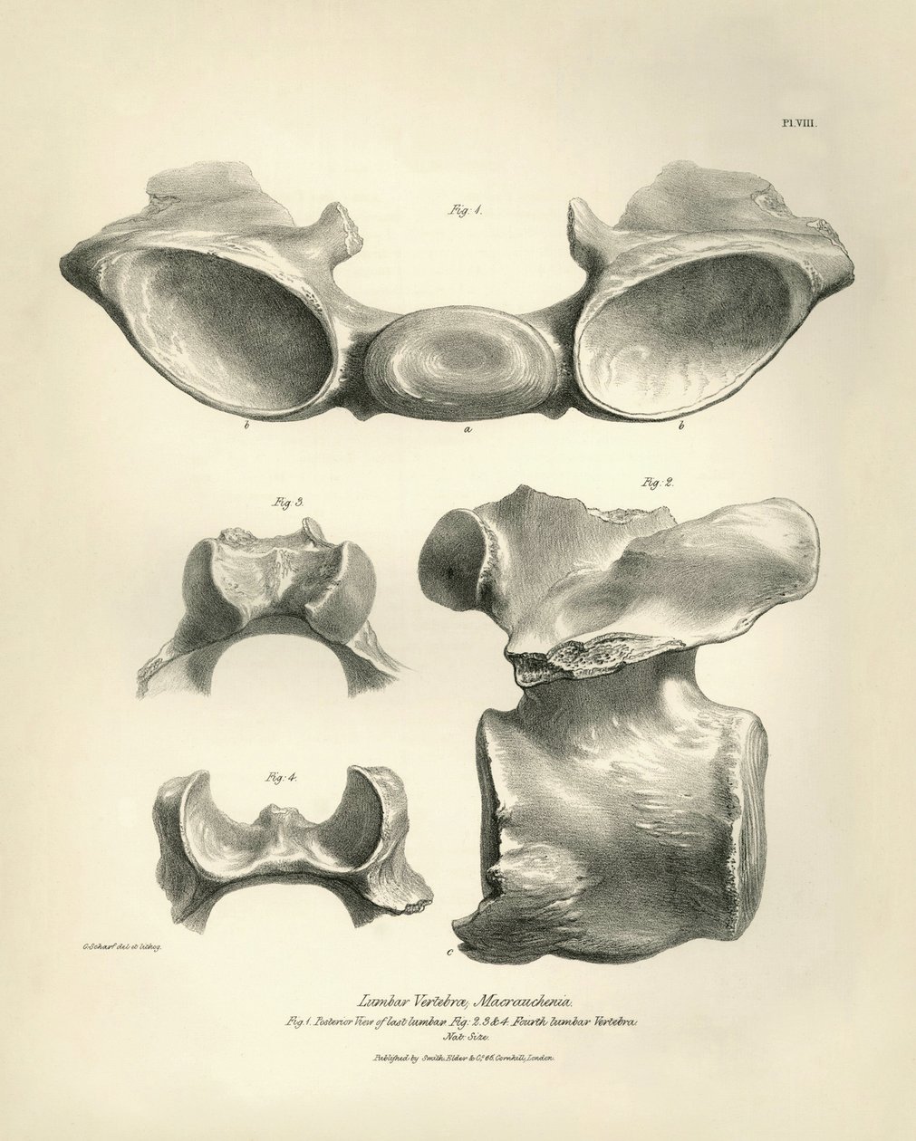 Lendenwirbel von Macrauchenia, einem prähistorischen Tier, gefunden von Charles Darwin während seiner Forschungsreise an Bord der Beagle. The Zoology of the voyage of H.M.S. Beagle under the command of Captain Fitzroy during the years 1832 to 1836 von Unbekannter Künstler